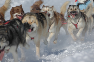 Huskies in voller Fahrt