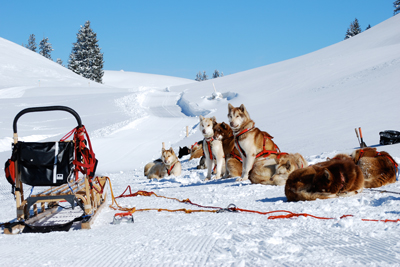 Husky Schlittenfahrten